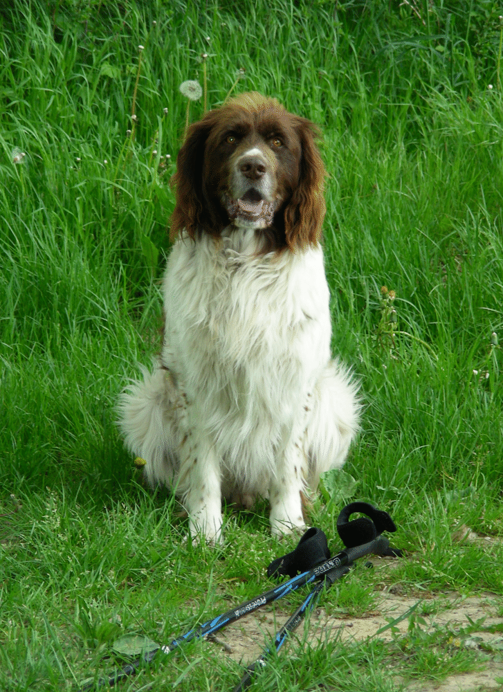 Spaziergang mit dem Hund