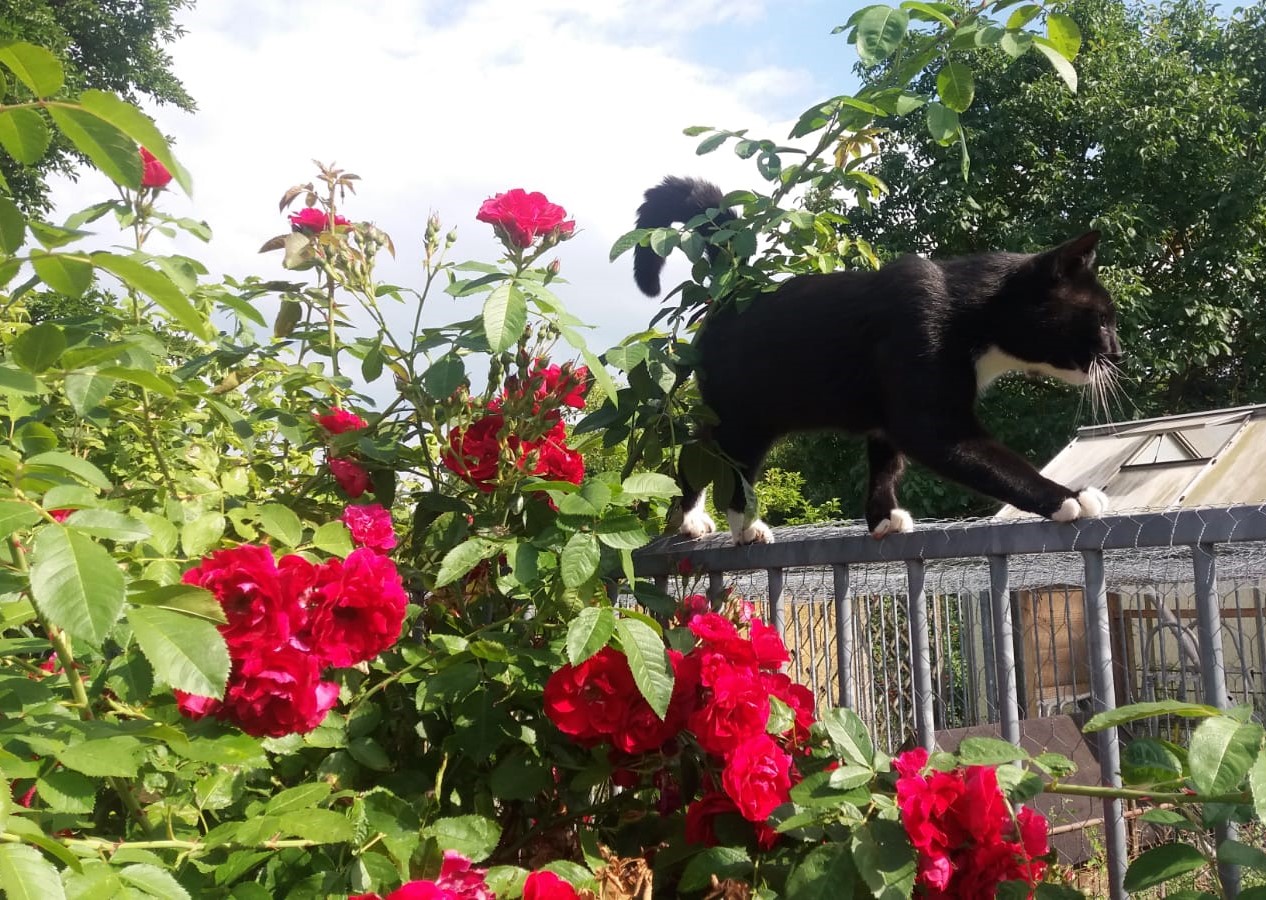 Kater balanciert auf einem Zaun im Garten