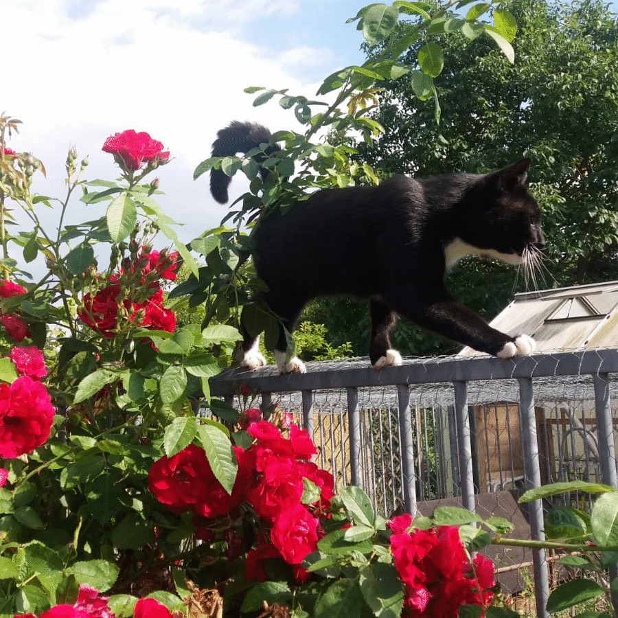 Kater balanciert auf einem Zaun im Garten