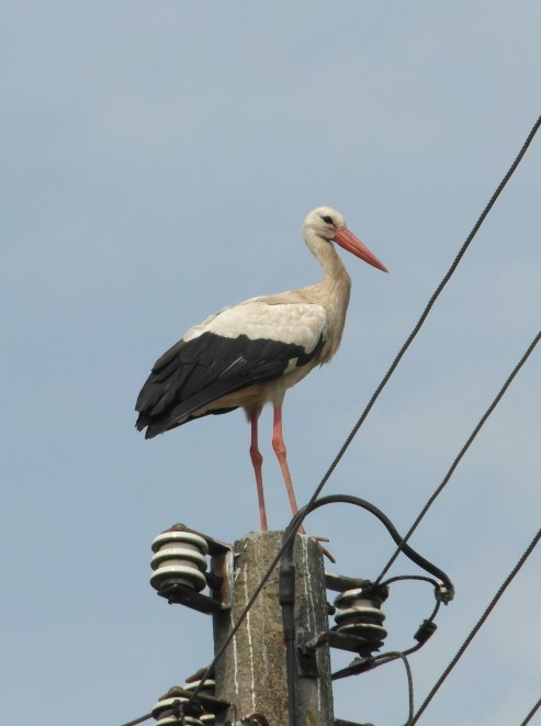 Storch auf dem Telefonmast